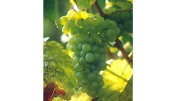 Alsace Pinot Blanc