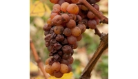 Vendanges Tardives