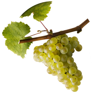 Elzas riesling geproefd in Perswijn